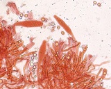 Cyptotrama chrysopepla image