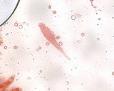 Cyptotrama chrysopepla image