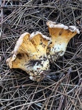 Cantharellus roseocanus image