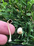 Conocybe apala image