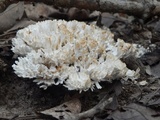 Tremellodendron schweinitzii image