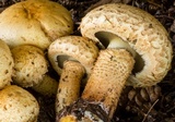 Pholiota squarrosa image