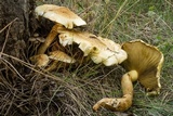 Pholiota squarrosa image