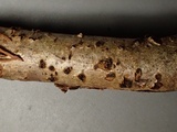 Sillia ferruginea image