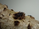Sillia ferruginea image
