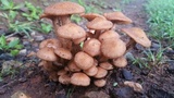 Desarmillaria caespitosa image