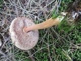 Austroboletus gracilis var. gracilis image