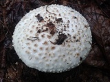 Amanita subcokeri image