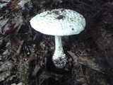 Amanita subcokeri image