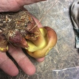 Baorangia bicolor image