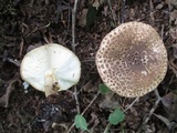 Echinoderma asperum image