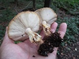 Echinoderma asperum image