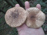 Echinoderma asperum image