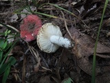 Russula operta image