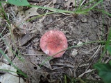 Russula operta image