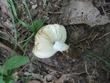 Russula operta image