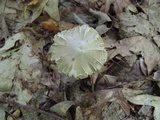 Entoloma rhodopolium image