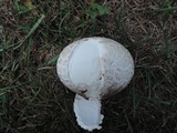Mycenastrum corium image