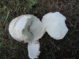 Mycenastrum corium image