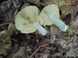 Russula inopina image