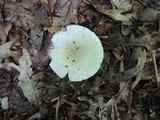 Russula inopina image