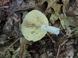 Russula inopina image