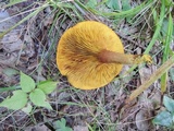 Phylloporus rhodoxanthus image
