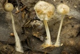 Mycena vulgaris image