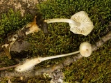 Mycena vulgaris image