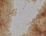 Mycena vulgaris image