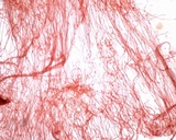 Mycena vulgaris image