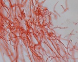Mycena vulgaris image