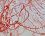 Mycena vulgaris image