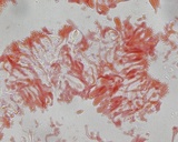 Mycena vulgaris image