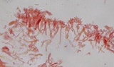 Mycena vulgaris image