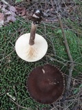 Lactarius lignyotus var. lignyotus image