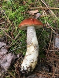 Leccinum insigne image