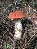 Leccinum insigne image