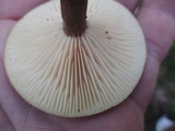 Lactarius lignyotus var. lignyotus image