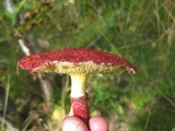 Boletus paluster image