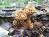 Leucopholiota decorosa image