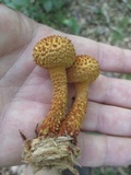 Leucopholiota decorosa image
