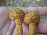 Leucopholiota decorosa image