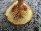 Paxillus involutus image