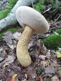 Tylopilus felleus image