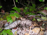 Thelephora palmata image