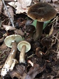 Lactarius lignyotus image
