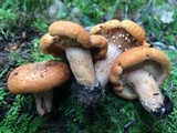 Lactarius psammicola image