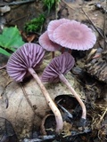 Laccaria amethystina image