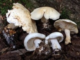 Tricholoma sulphurescens image